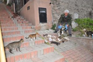 İzmir'de kedi katliamı