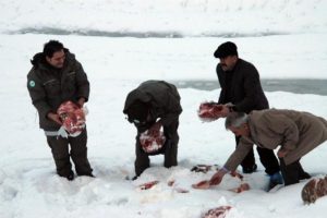 Doğaya yem bırakıldı