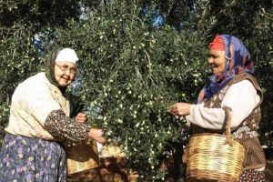Zeytin üreticisi dertli