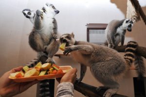 ''Lemur''lara özel ısıtma