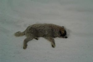 Sokak köpeği itlafına tepki