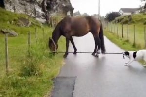 Köpek bir türlü rahat vermedi!