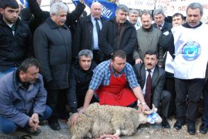 Bakan gitti, kurban kesti