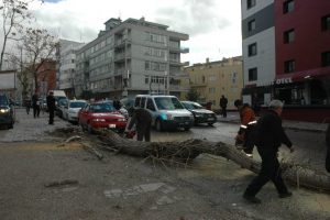 Ağaç otomobilin üzerine devrildi