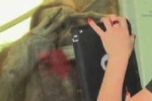 Orangutanlar tablet kullanırsa