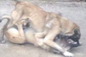 Antalya'da köpek dövüşü vahşeti!