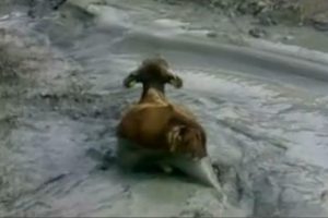 Çamura saplanan ineği kurtarma operasyonu