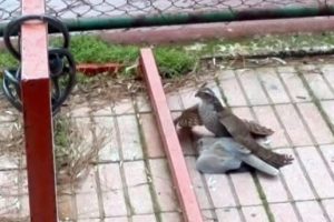 Atmaca güvercini böyle kaptı