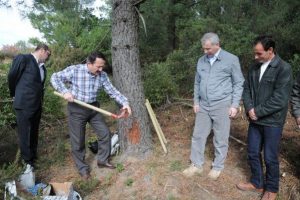 Doğal reçine ülke ekonomisine kazandırılıyor