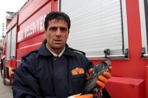 Güvercin kurtarma operasyonu
