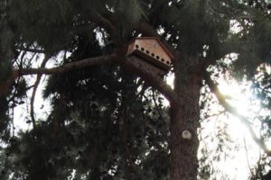 5 bin kuş çam ağaçlarını koruyacak