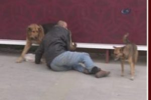 Köpekler sahip çıktı