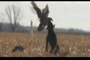 Av köpeğinden inanılmaz yakalayış