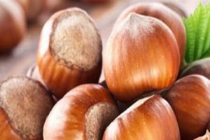 Fındıkta kalite eğitimle sağlanacak