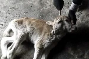 Çift başlı kuzu hala yaşıyor