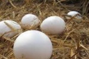 Organik diye satılan yumurta ve tavuğa dikkat!