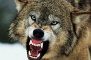 Erzurum'da kurt dehşeti!