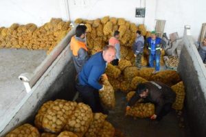 Yoksul ailelere patates yardımı
