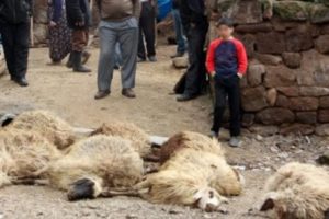 Köpekler 40 koyunu telef etti