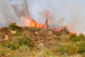 Manisa'da orman yangını