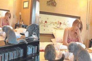 Sezen Aksu'nun kedileriyle yatak keyfi