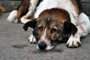 7 bin lira değerindeki 2 tane köpeği çalındı
