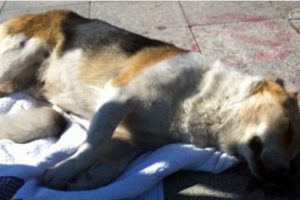 Gazeteci Berkan köpek öldürdü' iddiası twitterı salladı