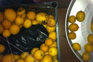 Saksıda yetiştirdikleri uyuşturucuları limon kasasında pazarladılar