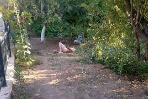 İngiliz turist hızla iyileşiyor