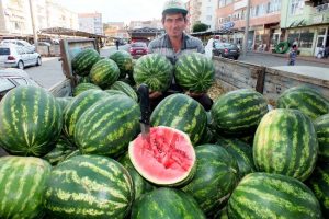 Trakya'nın ilk yerli karpuzu çıktı