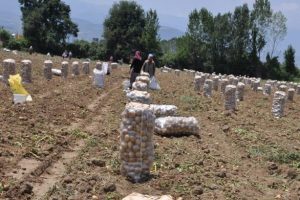 Patates altın çağını yaşıyor