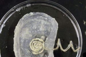 3D yazıcıdan süper kulak çıktı