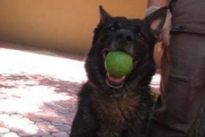 Dedektör köpek ''Tapi''nin büyük başarısı