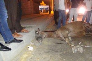 Otomobilin çarptığı at 4 saat bekletildi