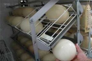 Bu yumurta ile 15 kişilik omlet yapılabiliyor