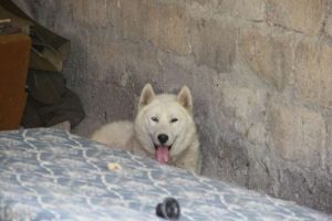 Sibirya kurdu cinsi köpek dehşet saçtı