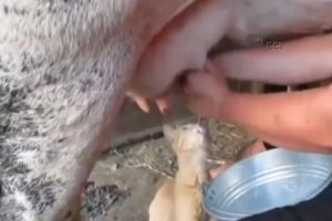 Uyanık kedi tıklanma rekoru kırıyor