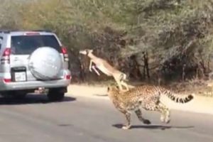 Av olmamak için öyle bir şey yaptı ki !