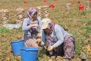 Tarlada 35 derece sıcaklıkta oruç tutuyorlar