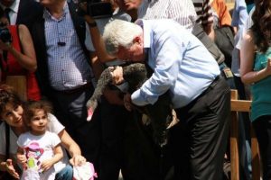 Gazdan etkilenen kuğular yuvalarına döndü