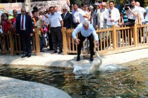 Kuğulu Park kuğularına kavuştu