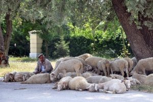 Koyunlar uyudu, çoban başlarını bekledi