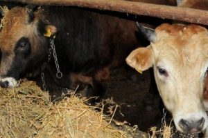Botilismus hastalığı aşılanmayan hayvanları öldürüyor