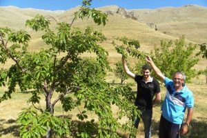 Bin 847 metrede kiraz yetiştiriyor