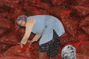 Turşucu köyün, kadın işçileri
