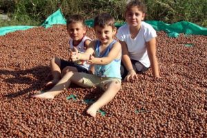 Fındık üreticine önemli uyarı