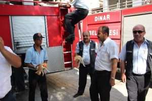 Kediler ağaçta mahsur kalınca...