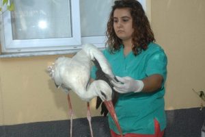 Yaralı leyleği gazeteciler kurtardı