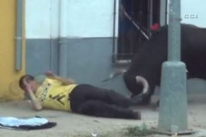 Kızgın boğa sarhoş adama böyle saldırdı