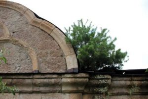 Kilise çatısında büyüyen ağaç görenleri şaşırtıyor